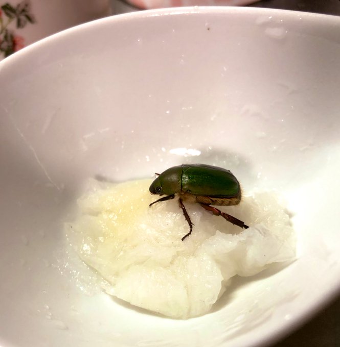 カナブンのtwitterイラスト検索結果 古い順