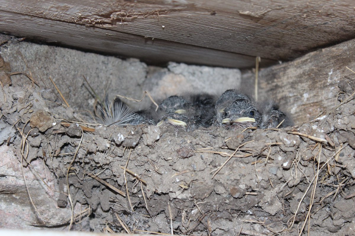This years Swallow chick residents at Colt Park Barn and a great conversion of an old Swallow nest by a Wren #WildlifeWednesday