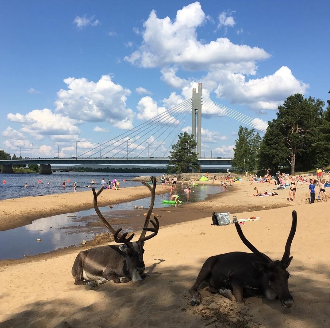 OurLapland's tweet photo. ~ Well, seems like No One is at home. Too hott weather! #BeachLife #Finland #Lapland #reindeer #Rovaniemi #VisitLapland #IGgallery #SummerVibes https://t.co/dJrGxSGDLO