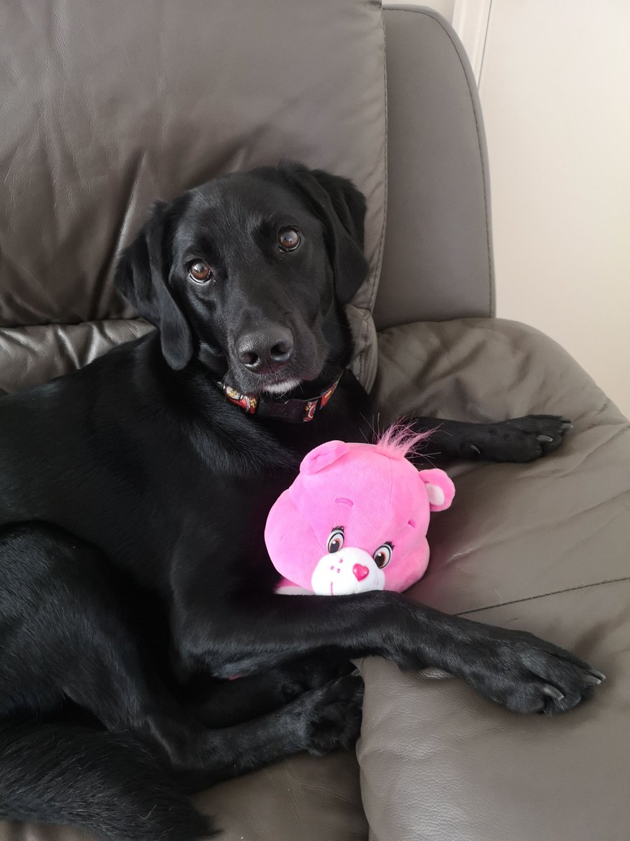 BuddyBubbles_'s tweet photo. I think Buddy has found a new favourite toy 🐻

What's your dog's favourite toy to play with ⁉️

Pop a picture of your pet with their toy below! ⬇️⬇️⬇️ https://t.co/QvTpaVjN1y