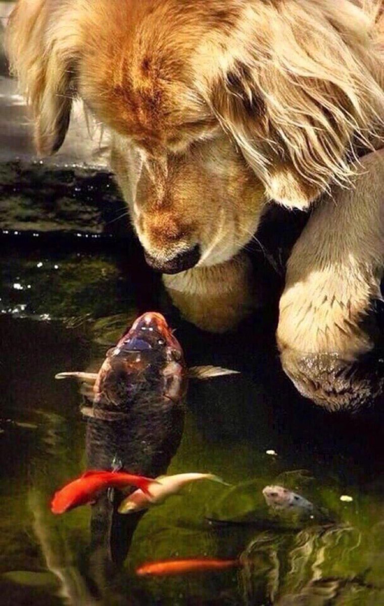 PardueSuzanne's tweet photo. Practice being gentle, respectful
and loving toward the life force
in all living things...

- Dr. Wayne W. Dyer https://t.co/9NHGXZ0WiW