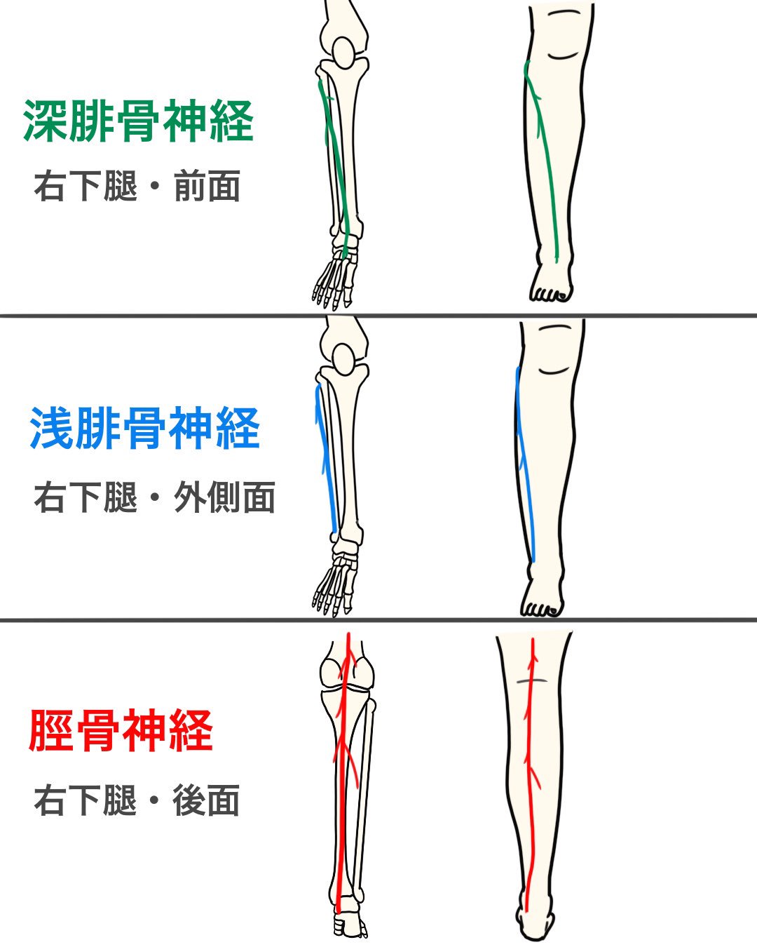 ゴロ 解剖生理イラスト 下腿の筋肉と神経をまとめて覚える方法 伸筋群と腓骨筋群と屈筋群をグループ分けして 神経を当てはめていく 最後にイラストで神経の走行をざっくりと確認しておけば まとめて覚えられるはずでしょう 前回の投稿と一緒に