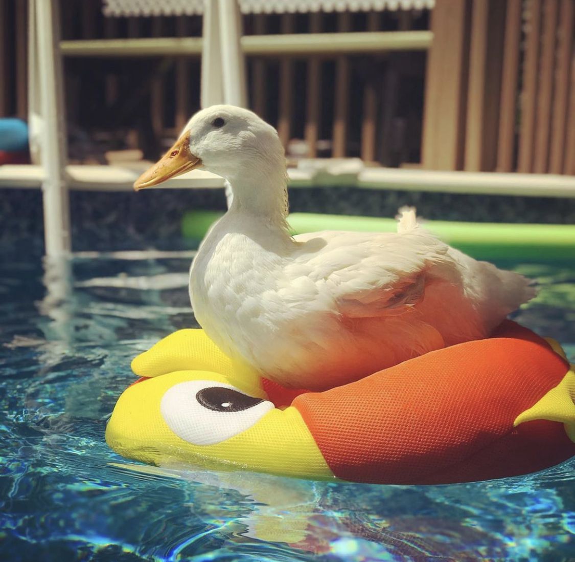 Duck Of The Day tweet media