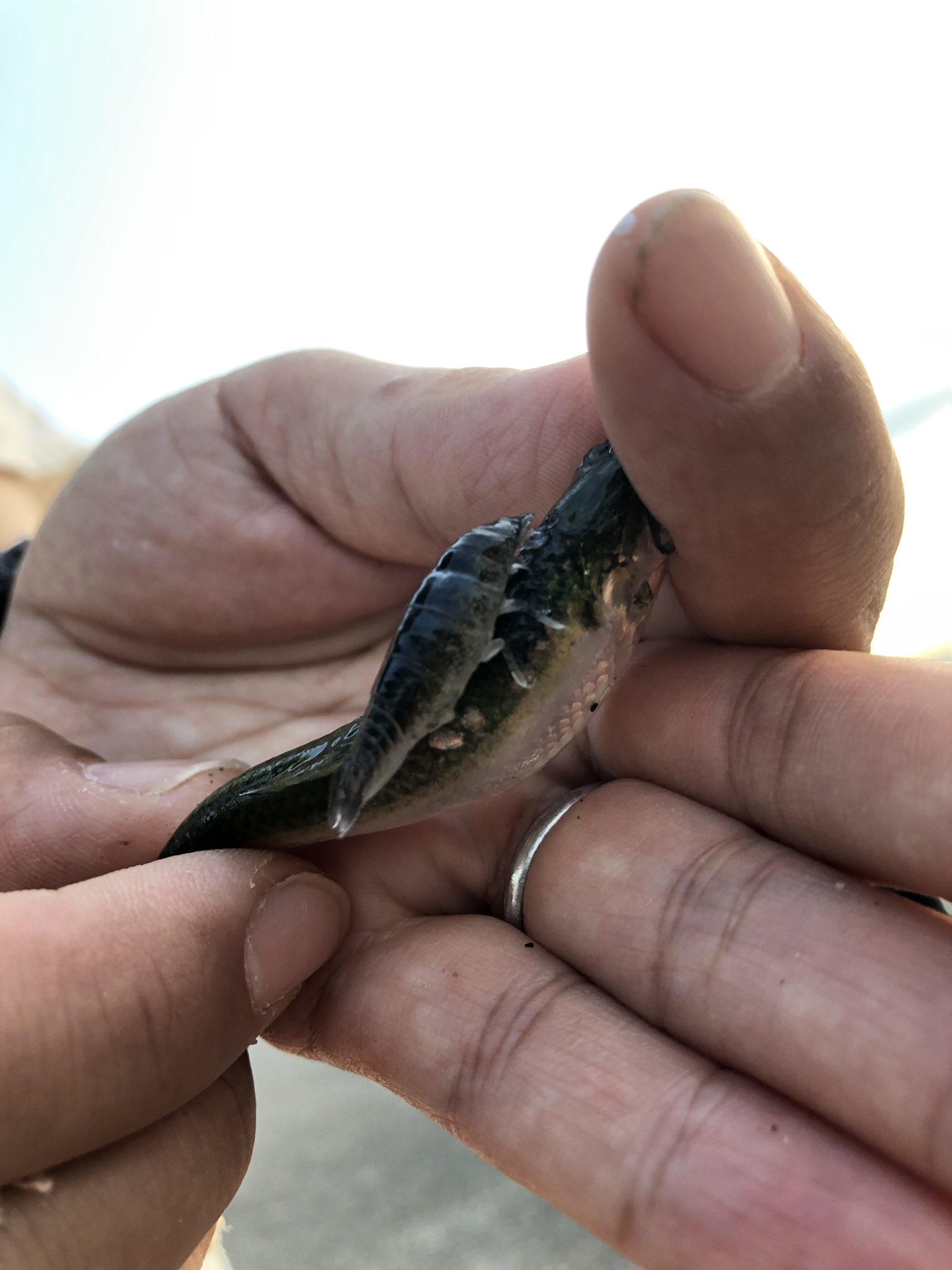 Takuya K 今日釣ったサッパに なんか謎の生物が噛み付いていたんだけど この生物の情報求めます 海怖い T Co Jouq68giok Twitter