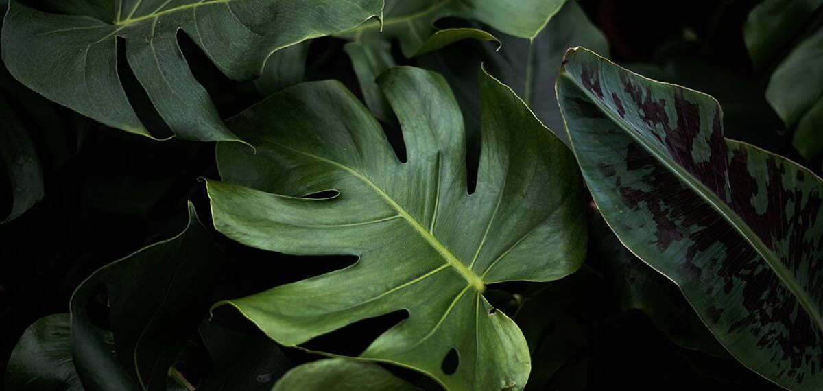 losaubert's tweet photo. Para los plant lovers, habrá una súper venta en la Ciudad de México. 
Aquí la info https://t.co/usuFFPobIw #plantlover https://t.co/0sSNBRNogX