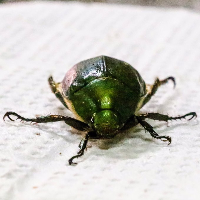 カナブンのtwitterイラスト検索結果 古い順