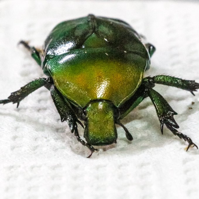 カナブンのtwitterイラスト検索結果 古い順