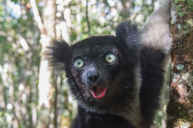 planning clients visit #Madagascar  twinning with #Mauritius

#perfectholiday #wildlife #beaches

if you have any exciting travel plans I would love to help 
jakki.hatton@travelcounsellors.com