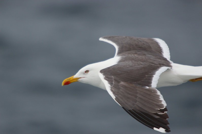 In defense of seagulls (and all feathered citizens of the sea): Sally O'Meara's blog on just how wonderful they are. Míle Buíochas #WESPAS Acoustic Survey smartseaschool.blogspot.com/from   @BirdWatchIE @GMITOfficial @EOS_NUIG @uccBEES @johbees @MarineInst @jambeansal @EcofactEcology