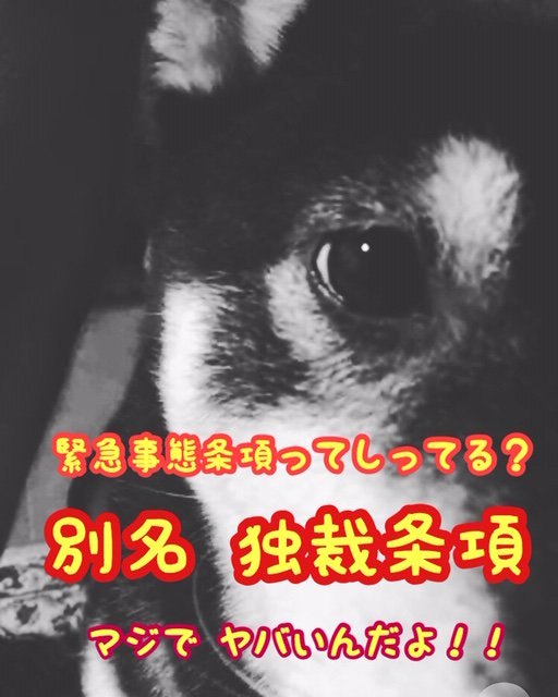 護犬派ルナピ Lunachi P Twitter