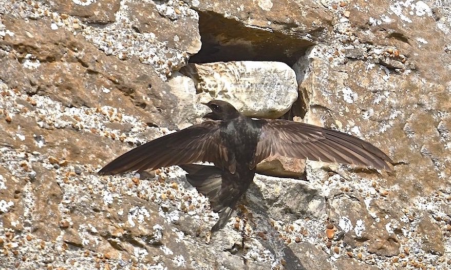 MaliHalls's tweet photo. #Swift...Another #pic of #one of the 60 #plus #Swifts at #Winchelsea #Church. https://t.co/msECW5l76f
