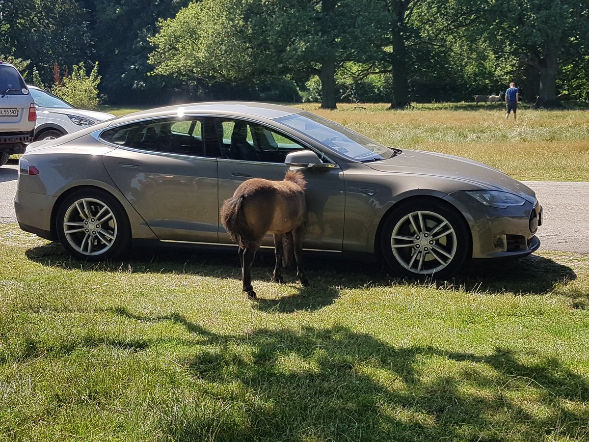 ChristianNilaus's tweet photo. Extra horsepower for my @Tesla at #knuthenborg 😁 https://t.co/fW2HI6HJBt