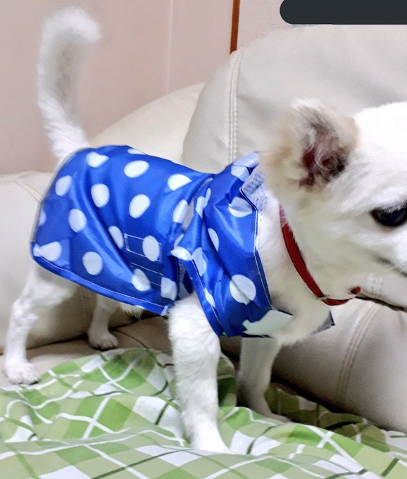 ダイソー 犬の服のサイズの目安は スイカ柄やレインコートも ふむふむ めも