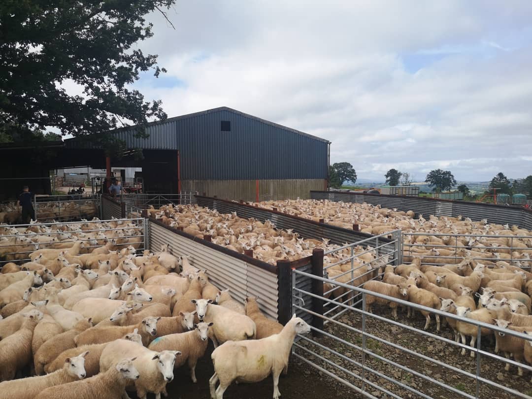 WholehouseFarm's tweet photo. Weaning lambs and having a big sort out at #Wholehousefarm with Farmer Jones, @farmer_rees_jones, @jac_powell12 and a pair of #farmkids. 
.
.
.
#hothothot #weaningday #selectingreplacements https://t.co/whE7pRCXRA