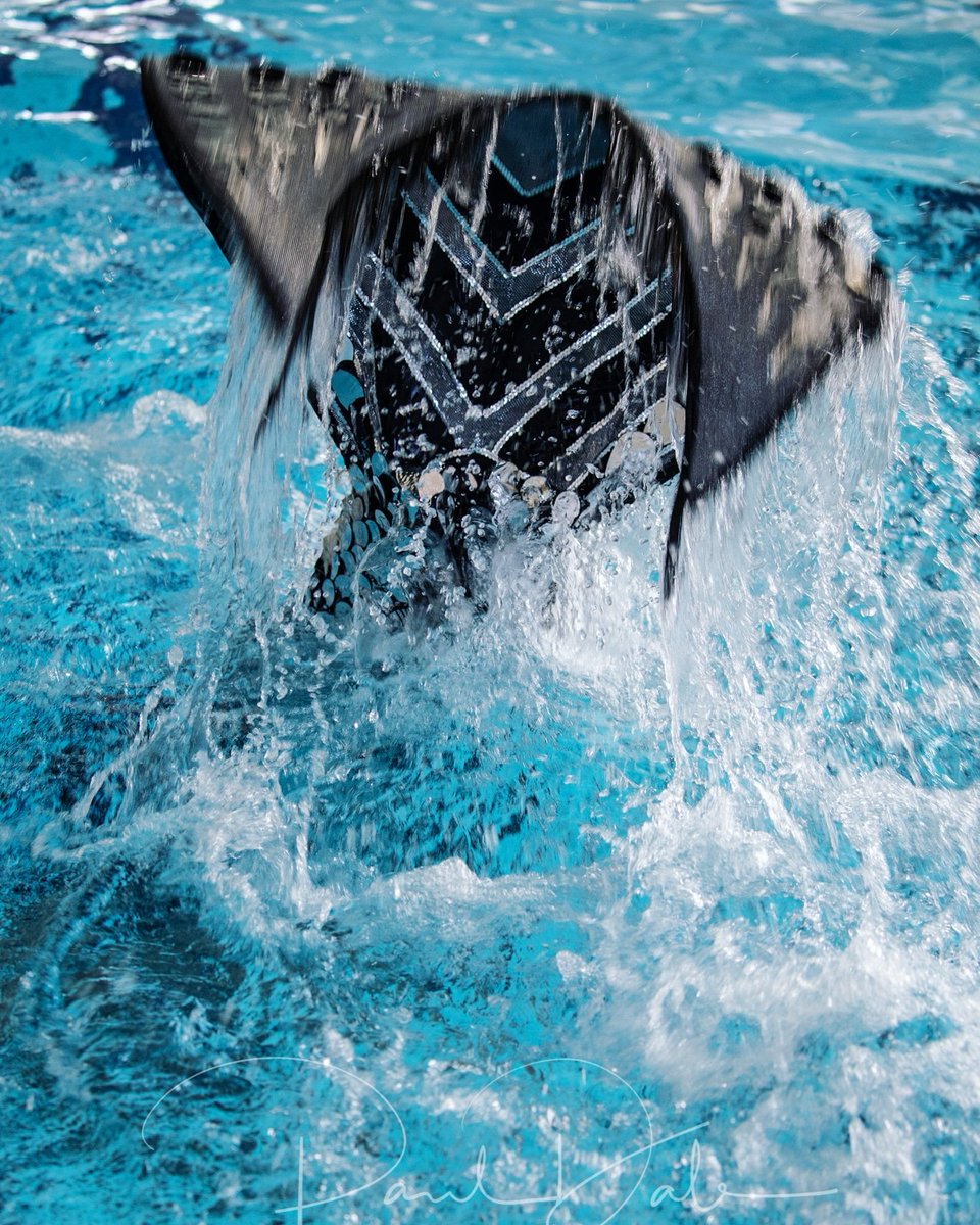 MerfolkUK's tweet photo. SPLASH!!! It's almost time for the Sunset Splash. This Saturday the 27th.
Come and join us, plenty of tickets still available (web link in bio) and with this heat, the pool will be fintastic ๐๐ Photo by @pauldalephotography
#Mermaid #Merfolk #Oxford #MerfolkUK #sunsetsplash https://t.co/DavrV3d3EU