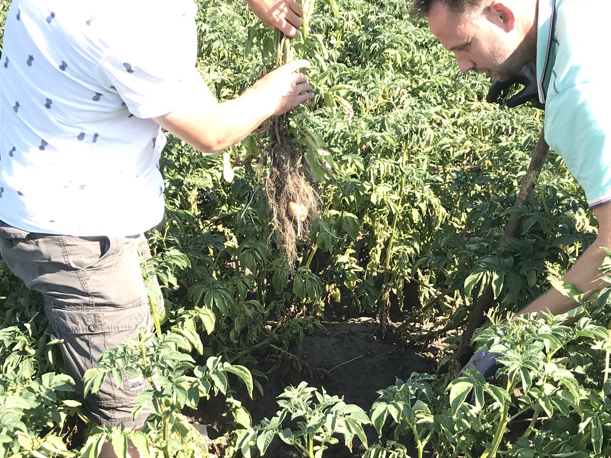 Ch_Ruehl's tweet photo. Visiting the #DigitalFarming project in #Valthe today where farmers and @BayerCropNL experiment with drones and #biologicals to grow more potatoes in a sustainable manner #agvocate #futurefarming @SUwland https://t.co/jmlq3hpwGZ