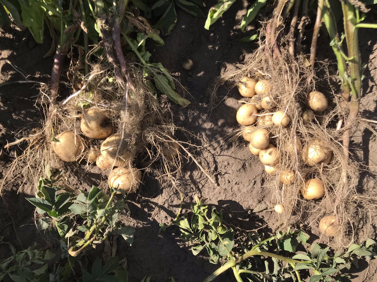 Ch_Ruehl's tweet photo. Visiting the #DigitalFarming project in #Valthe today where farmers and @BayerCropNL experiment with drones and #biologicals to grow more potatoes in a sustainable manner #agvocate #futurefarming @SUwland https://t.co/jmlq3hpwGZ