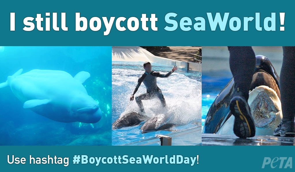 Today is #BoycottSeaWorldDay!

Orcas, dolphins, whales, sea lions, and many other animals STILL suffer at <a href="/SeaWorld/">SeaWorld</a> every day 💔

RETWEET with comment to tell the world why YOU still boycott #SeaWorld!
