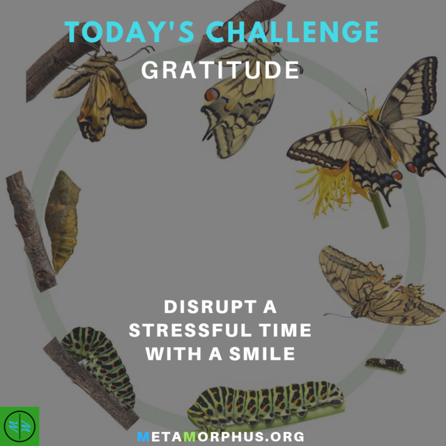 Metamorphus_org's tweet image. Today's Gratitude Challenge is to disrupt a stressful time with a smile.

Practice smiling and thinking of someone you are grateful for when a time of stress occurs. A smile can change the way we experience emotions.

More at metamorphus.org