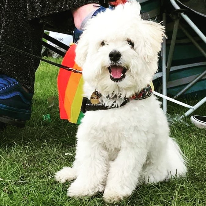 connorrichards2's tweet photo. Didn't make it to @northernprideuk this year but Bailey had fun! #PrideMonth #Pride2019 #pride #LGBT #LGBTQ @RainbowNCL1 @EqualityNCLUni #dogsatpride #pridedoggos #poodle #Pomeranian #pomapoo https://t.co/N3WEbVeWv7
