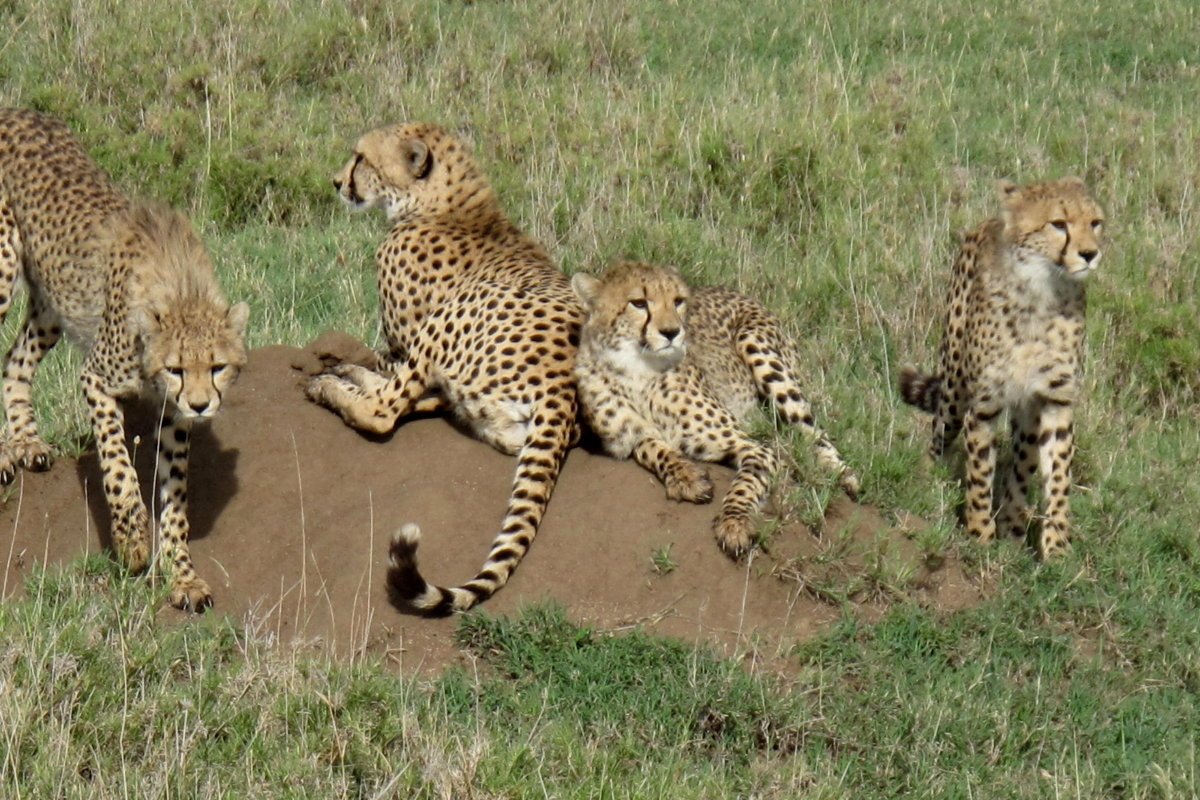 AkitaAnd's tweet photo. Cheetahs @Kidepovalleynationalpark #cheetahs #wildlife #safari #visituganda #Tours #travels #trouristsinuganda #WorldTourismDay https://t.co/AvoswKe44G