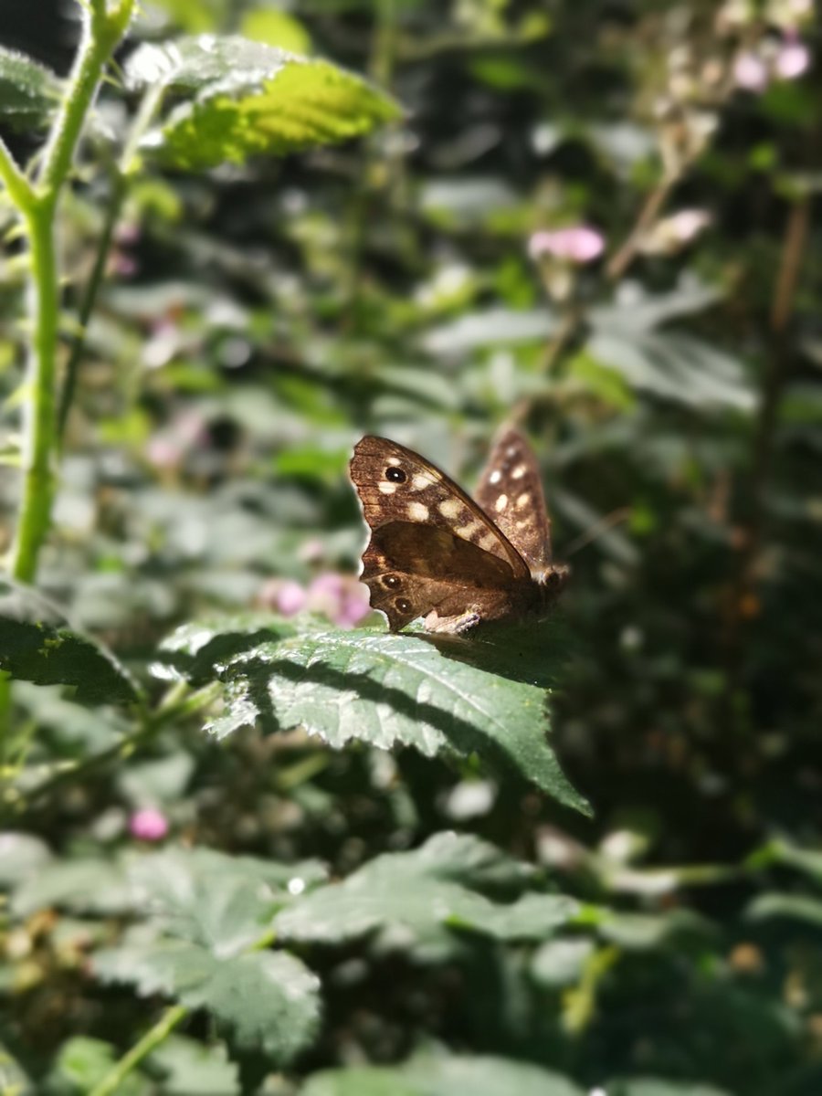 Jehanna Stride tweet media