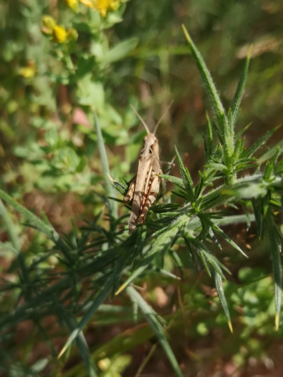 So many butterflies have appeared over the last week in the #RealNewForest
The fields were alive with grasshoppers too! 🦋🦗