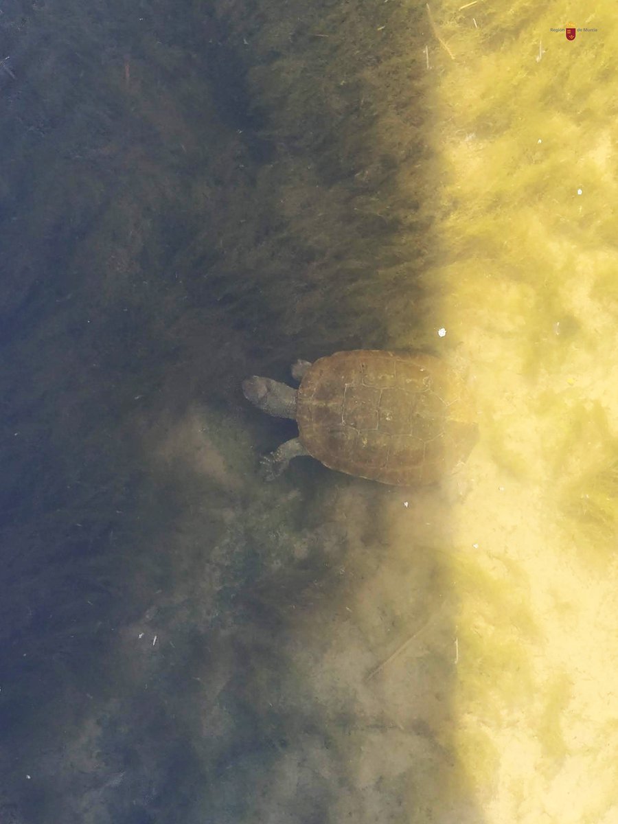 El #GalapagoLeproso 🐢 (Mauremys leprosa) es uno de los habitantes del #RíoSegura 🏡 ¿Lo conoces? ¿O conoces mejor al #galápagodeflorida 🤔?
Descubre sus costumbres, amenazas y curiosidades en  ⬇️⬇️
regmurcia.com/servlet/s.Sl?s…