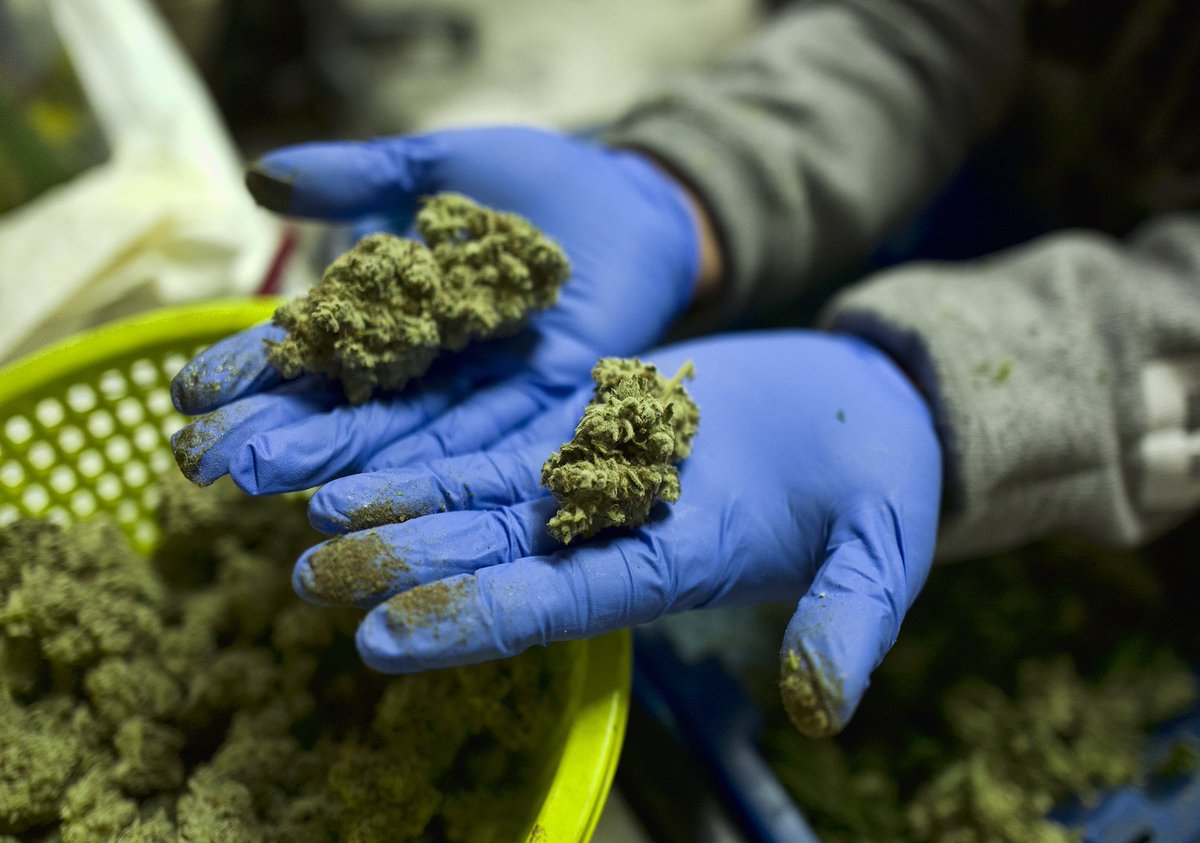 treetopsonly's tweet photo. Pot legalization bills introduced in Congress https://t.co/E7ZuSNHx72 https://t.co/GovTQIvEH2