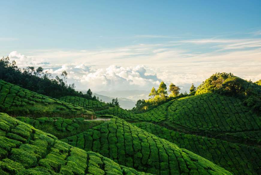 SquawkIndia's tweet image. Kolukkumalai Tea Estate Trek, Kerala.

This trek will take you through the world’s highest tea plantation, leaving you spellbound with the scenic beauty all around. 

It will also include a trip to their factory a stunning Sunrise view and a chance to pluck your own tea leaves.