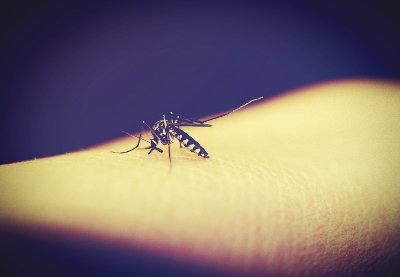 Un altro caso di #dengue a #Bologna. Attivate le misure di profilassi nella zona #SantoStefano. Ecco gli aggiornamenti 👉 bit.ly/2JOW2IN