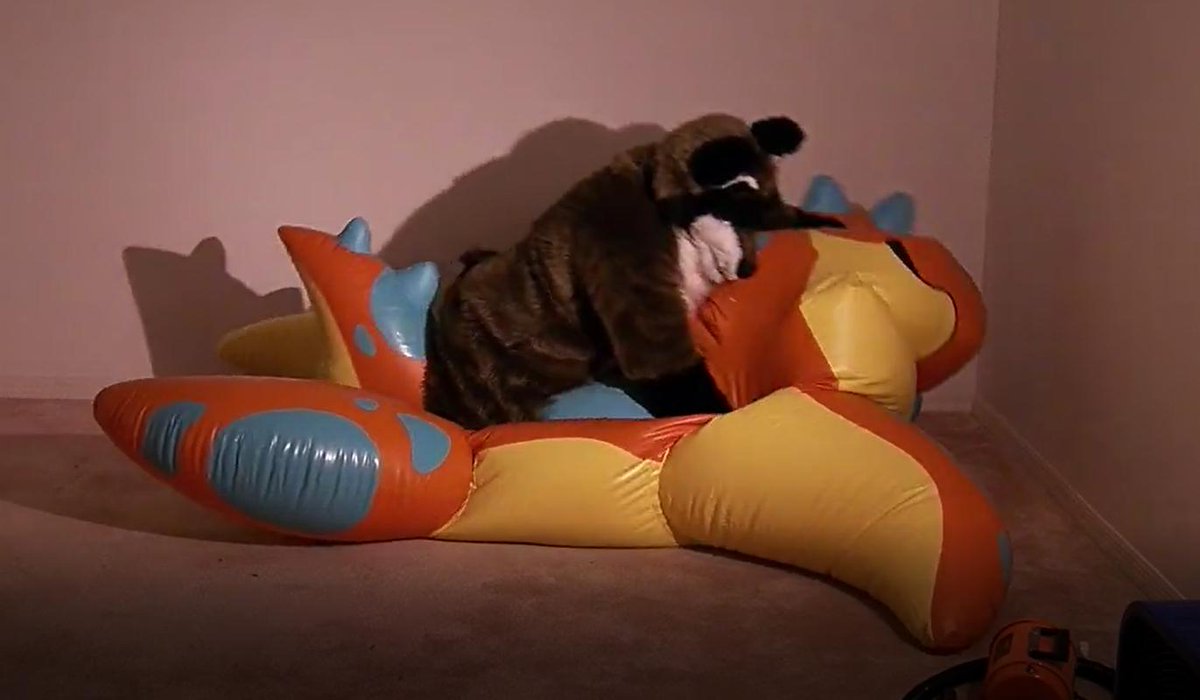 hurrff
finally someone popped one of those orange dinosaurs 
looks like a great Pop 🍆💦💦💦
#inflatable #popping #hissing #inflatablepop #poppersareawesome