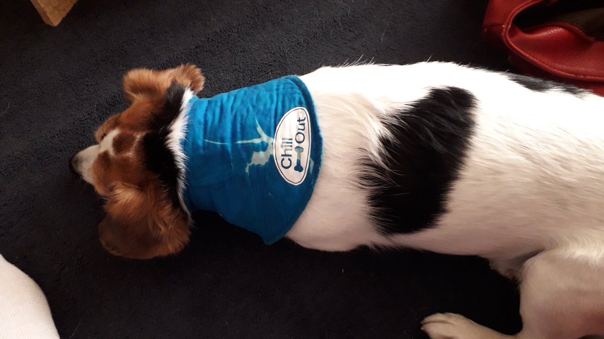 oslosworld's tweet photo. Tooooooo hot. Chill out collar helping https://t.co/fOijQNtCfo