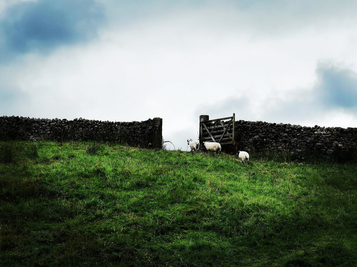 Sheep's heading through the gate
#sheeps #sheepworld #sheepofinstagram #sheepstagram #farmanimals #animals #fields #nature #naturephotography #uk #ukphotography #uk_greatshots #forestofbowland #troughofbowland #Lancashire #lancashirelife #countryside #photograph