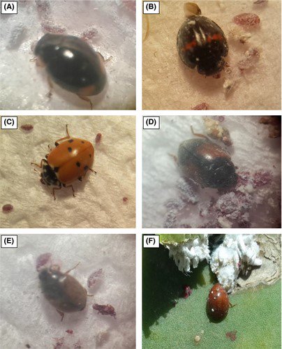EPPOnews's tweet photo. The paper by El Aalaoui et al. on the predatory potential of eleven native Moroccan adult ladybird species on different stages of Dactylopius opuntiae is now online in the EPPO Bulletin:
https://t.co/YYIDh9A6kb https://t.co/usK9taqfMN