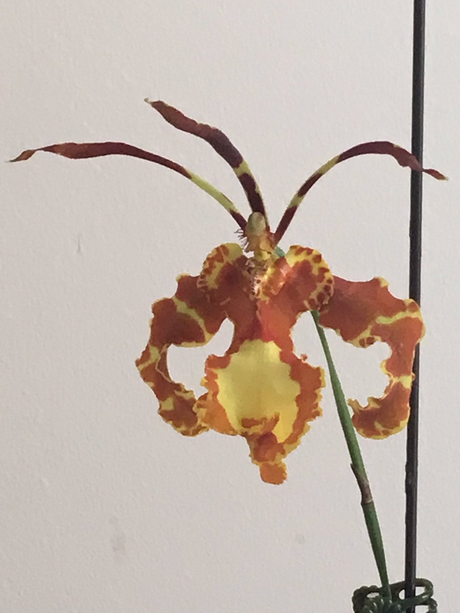 Our scary orchid bloomed tonight to this looks: