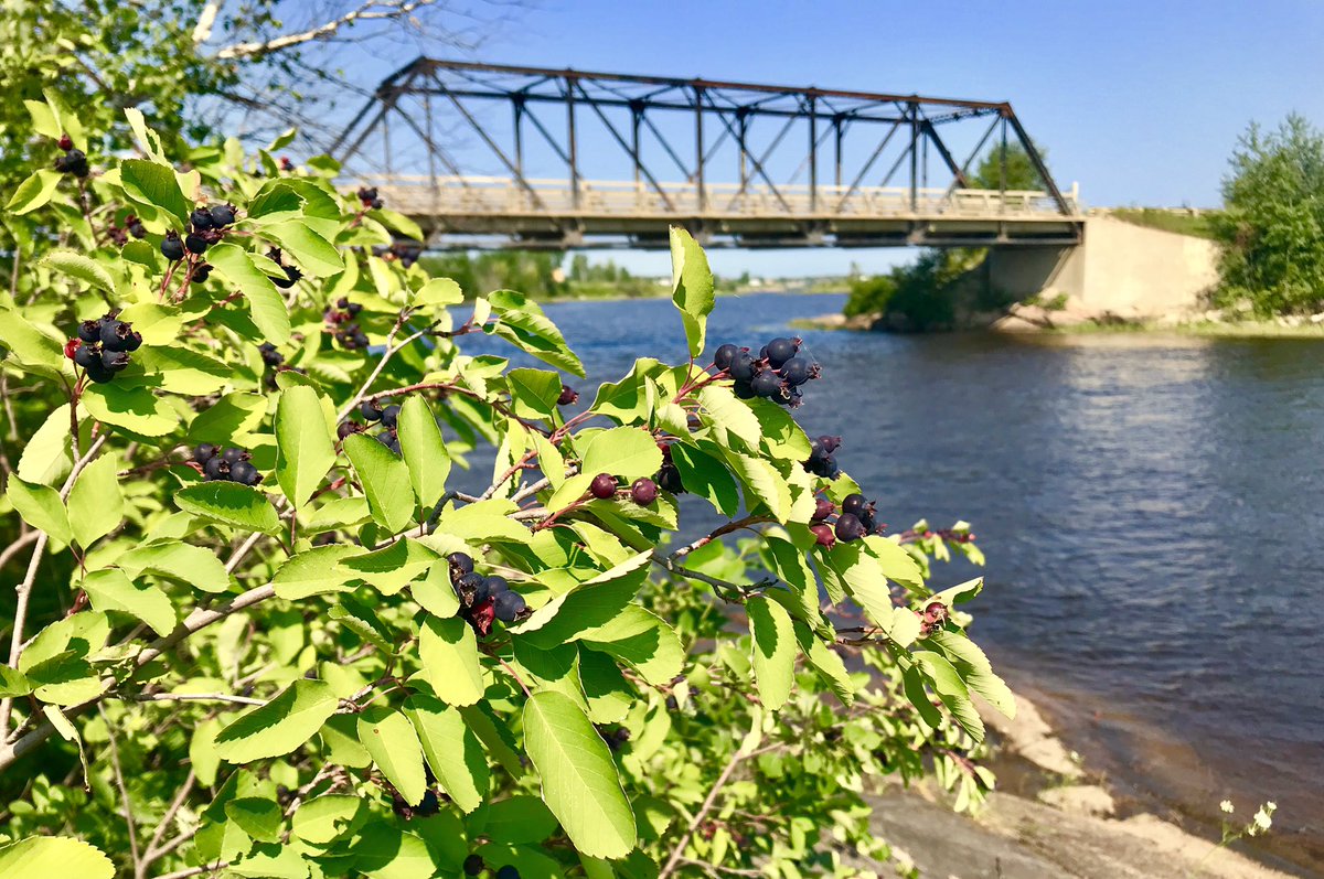 HudsonBayWQMS's tweet photo. Our #waterquality station on #BerensRiver requires a hike through thick #saskatoon bushes... and the berries were ripe yesterday!

#deliciousscience #EasternTributaries https://t.co/Ipw0fVhkFW