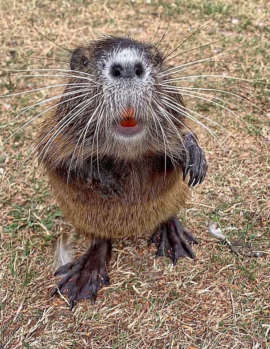 jhclh's tweet photo. What kind of cute creature is this?!
Does anyone know?
#cute #animal #nature #creature https://t.co/9oX6qADaQR