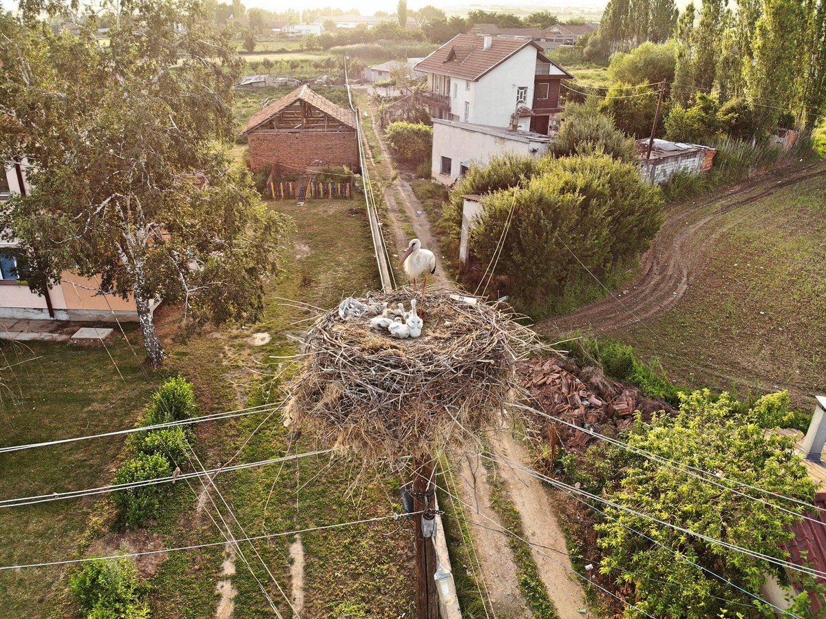 R_Macedonia's tweet photo. Did you know?🧐
The largest #stork nest in the Republic of Northern Macedonia is located in the municipality of Cheshinovo - Obleshevo, and is in the height of 3.2 meters and It is one of the 21 #stork nests in Cheshinovo📌
#MacedoniaTimeless🇲🇰🇲🇰🇲🇰 https://t.co/xstMztzKL3