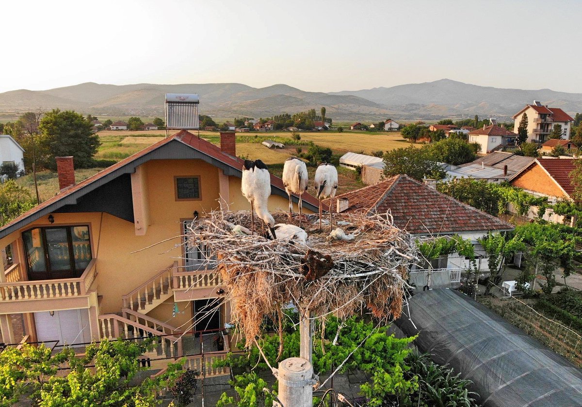 R_Macedonia's tweet photo. Did you know?🧐
The largest #stork nest in the Republic of Northern Macedonia is located in the municipality of Cheshinovo - Obleshevo, and is in the height of 3.2 meters and It is one of the 21 #stork nests in Cheshinovo📌
#MacedoniaTimeless🇲🇰🇲🇰🇲🇰 https://t.co/xstMztzKL3