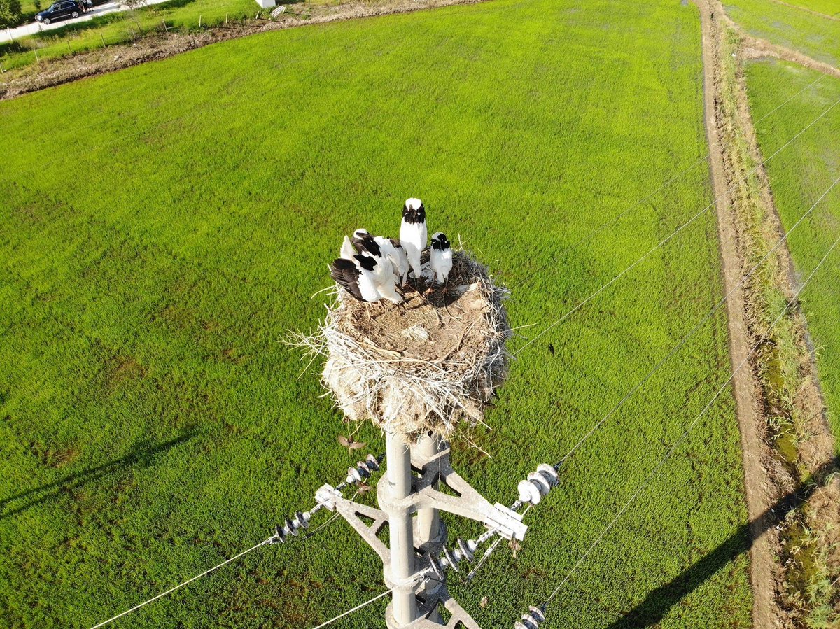 R_Macedonia's tweet photo. Did you know?🧐
The largest #stork nest in the Republic of Northern Macedonia is located in the municipality of Cheshinovo - Obleshevo, and is in the height of 3.2 meters and It is one of the 21 #stork nests in Cheshinovo📌
#MacedoniaTimeless🇲🇰🇲🇰🇲🇰 https://t.co/xstMztzKL3