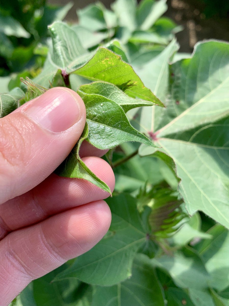 Dominic Reisig tweet media