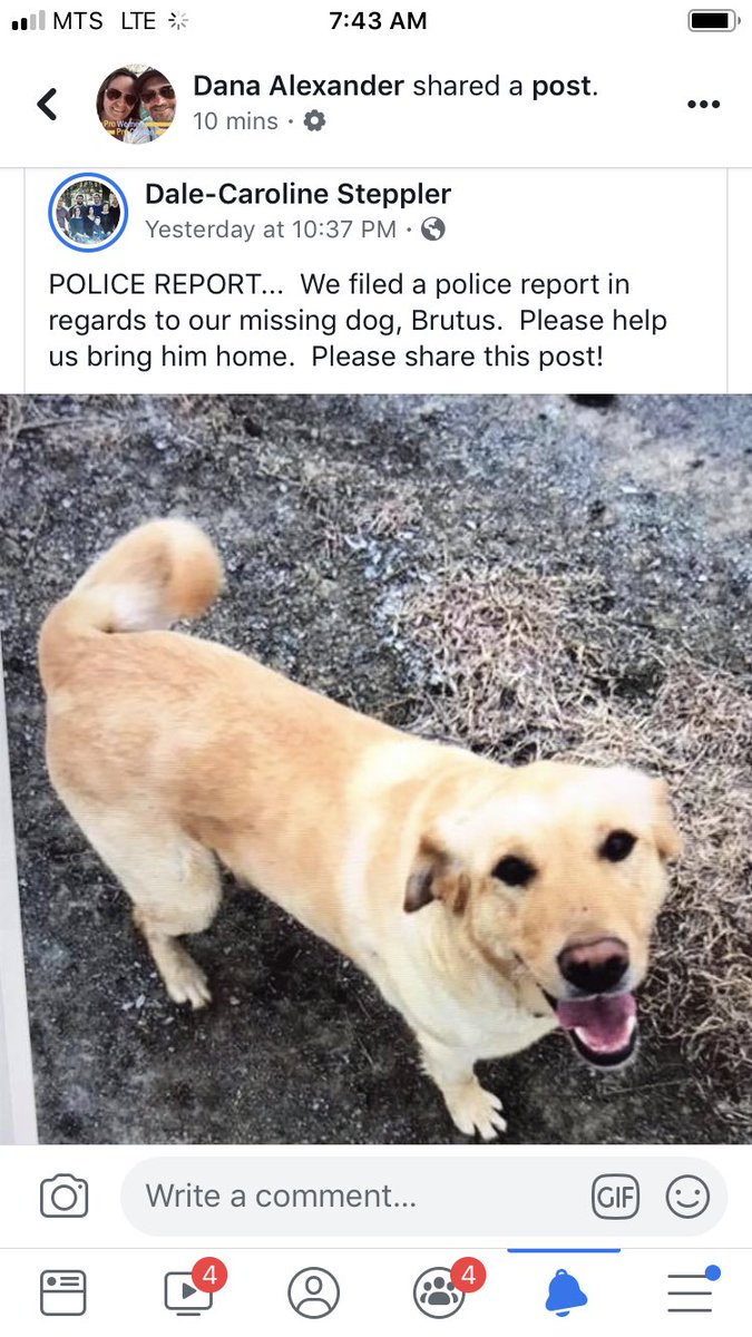 lifewith3boyz's tweet photo. Please help the Steppler’s find their dog by retweeting this for us! His name is Brutus and he’s a gentle fella. Thanks any sightings please call Dale or Caroline Steppler or message me. https://t.co/glxJ8Z9Zjh