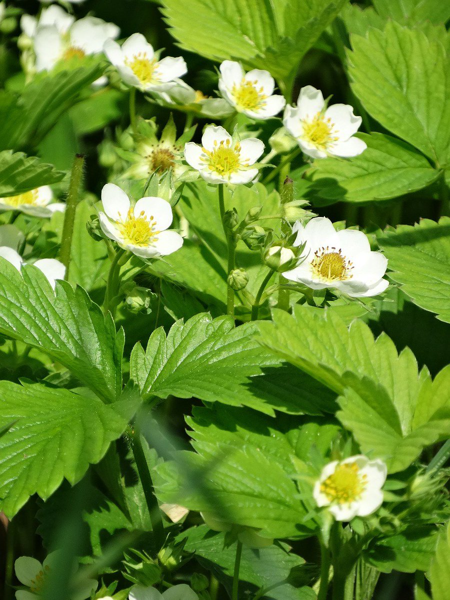 Jhortscib's tweet photo. Growth parameters of #strawberry plants in biennial production on the Atlantic Coast of Buenos Aires, Argentina. #Fragaria @tandfbiosci @intaargentina
To read this new article in #JHSB, visit: https://t.co/HAwr34qbBr https://t.co/caawPHESvP
