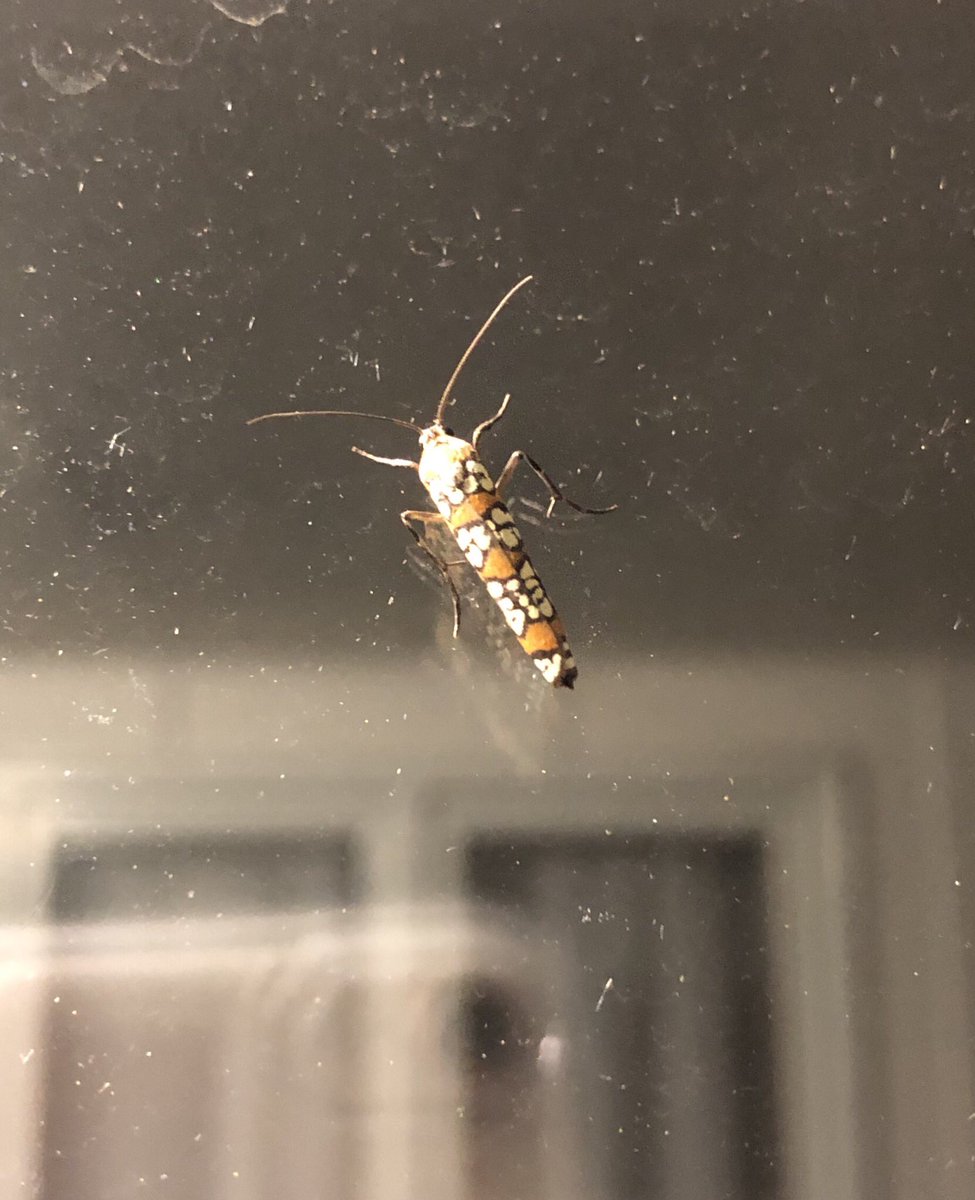 rainbasin's tweet photo. Good morning 🤗 Happy Wednesday! Look what I found the other morning! Totes. Adorbs. #WebwormMoth https://t.co/37mqiKwKGq