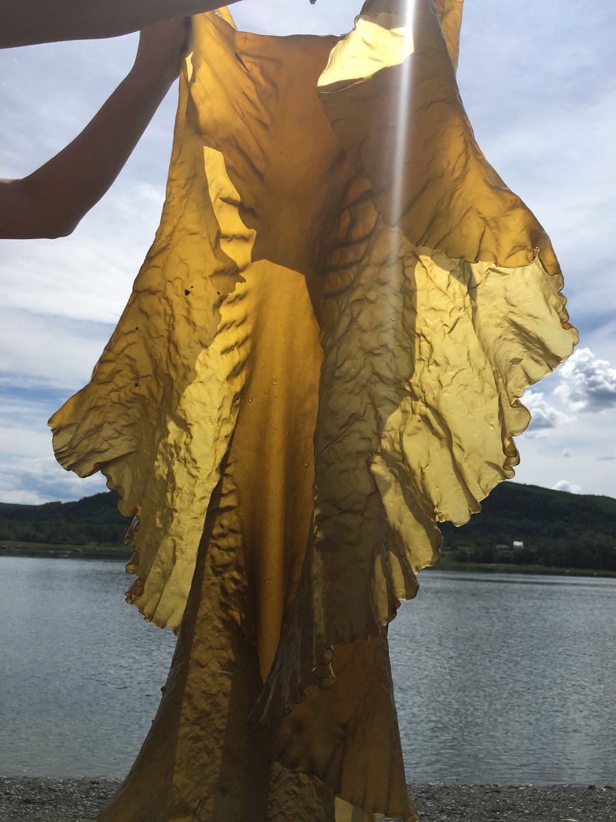 vavacolor's tweet photo. #Summervacation in #Gaspesie 🌊❤️ #camping #kayaking #whalewatching and👂to the sound of #waves #Quebec #Canada. #mernumerique #digitalsea #seatreasures @CDRINMatane https://t.co/wXNQFfD5ci