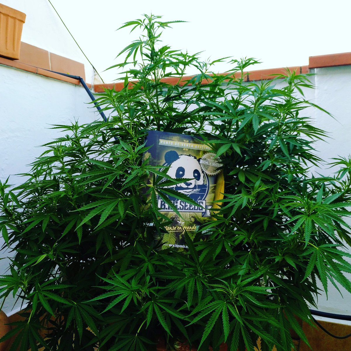 BIG_Seeds's tweet photo. 🐼🐼🐼 #CriticalRaskera en cultivo exterior; pronto empieza la #floracion 🐼🐼🐼 #BIGseeds #autocultivo #growshop #dagga #ganjah #cogollo #feminized #cannabis #marijuana https://t.co/4CQKbw7HXC