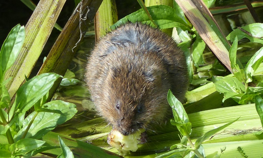 WaterVole's tweet photo. It is not okay to let water voles become extinct in the UK because they are not under threat in Europe, for the same reason it is not okay to let butterfly species become extinct in the UK, because they are not under threat in Europe. The decline of both species is caused by us! https://t.co/Zd41b062BT