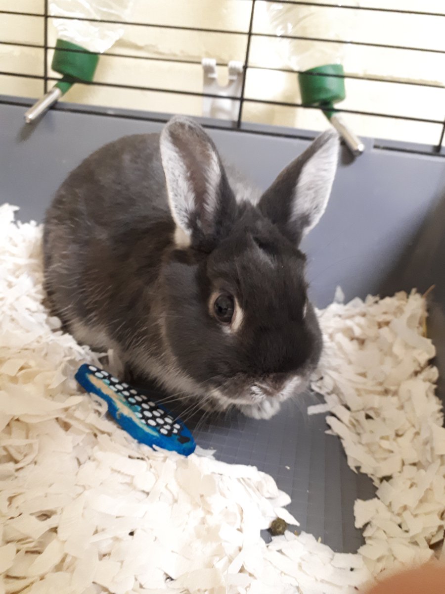 PetsMarsh's tweet photo. Meet Timothy 😍. A special #rabbit who is looking for his #foreverhome but does need extra special care and attention.
If you can help Timothy or know an experienced rabbit owner who can please contact us on 0345 600 3824

@PetsatHome @AdoptionForPets @RSPCAExeter @BlueCrossTiv https://t.co/ccIuKVUhVu