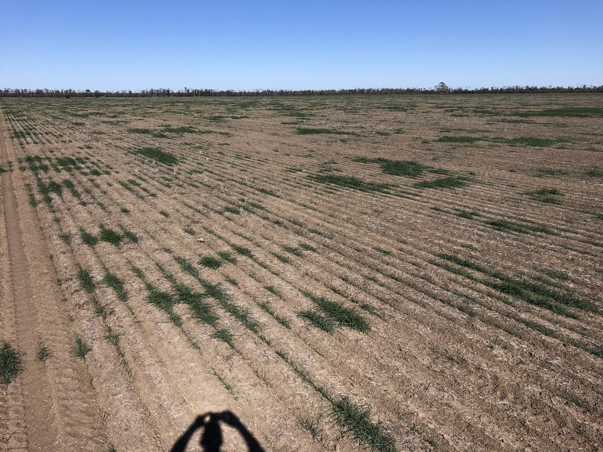 lockrey_tony's tweet photo. Left, normally hope to be here in a week or two (shot blade Lancer). Right is a current crop. #checkerboard #openaircasino We’ll remember this one &amp; be grateful for the good things. How many years will it take to hit our average annual rainfall? 😅  #Moree https://t.co/A7njfPfs9C